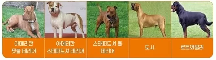 “맹견 키우려면 허가 필수”... 제주도, 기질 평가 실시한다