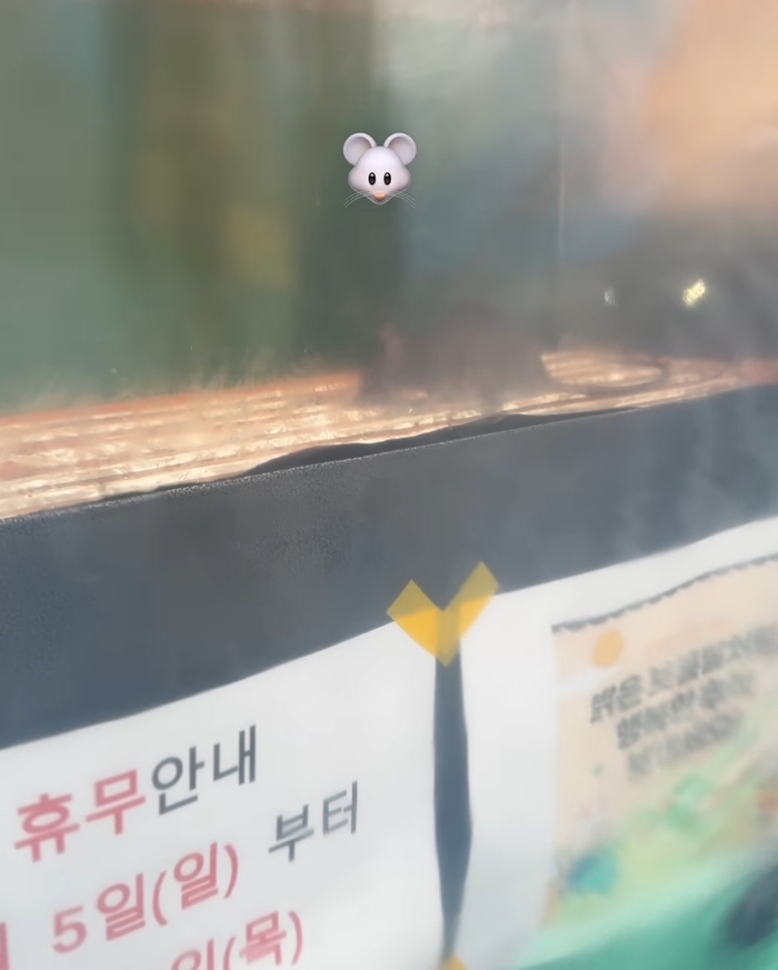 쥐1.jpg