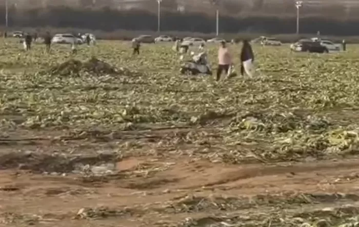 “배추, 다 가져가세요” 중국 SNS 확산된 가짜 영상, 800명 몰려 ‘싹’ 털렸다