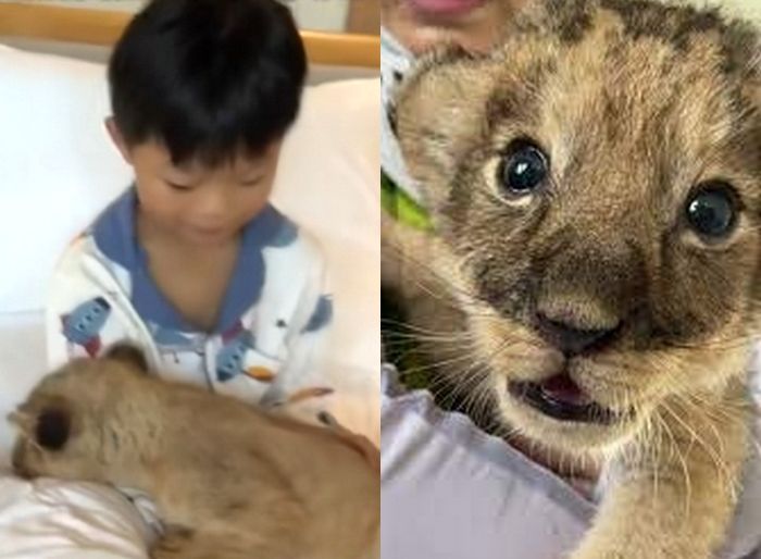 ‘아기 사자 모닝콜’ 서비스로 투숙객 몰리고 있는 중국 호텔 (영상)
