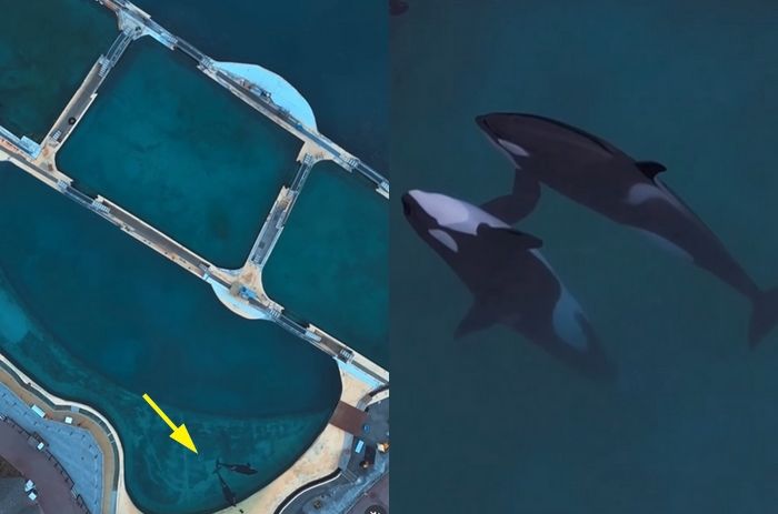 폐동물원에 방치된 범고래 모자... 죽은 듯 떠다니다 드론 다가오자 ‘공연’ 펼쳐 (영상)