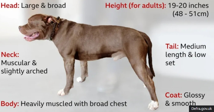 영국 정부가 발표한 'XL 불리'를 식별하는 지침서 / BBC뉴스