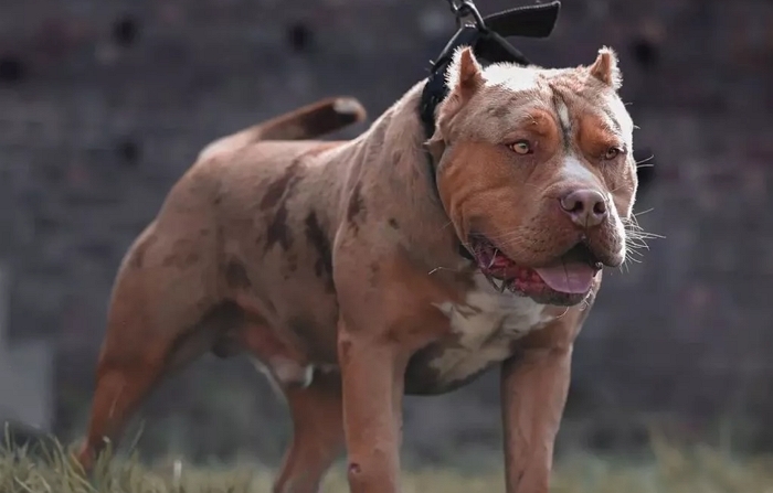 ‘사육 금지’ 맹견에 물린 9개월 아기, 세상 떠났다