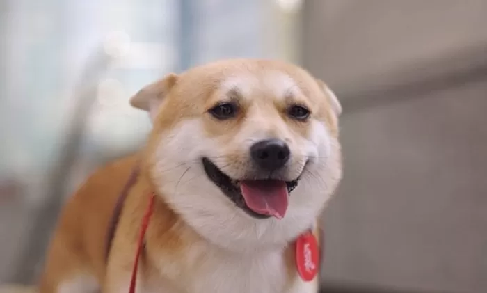 “떠돌이견이었던 내가 T1의 인턴견?”... 페이커 사랑 독차지한 룽지의 ‘견생역전’ 스토리