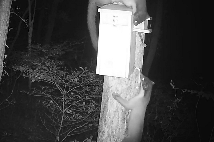 “똑똑, 계세요?”... 무인카메라 포착된 ‘이 동물’, 한국서 최초 발견