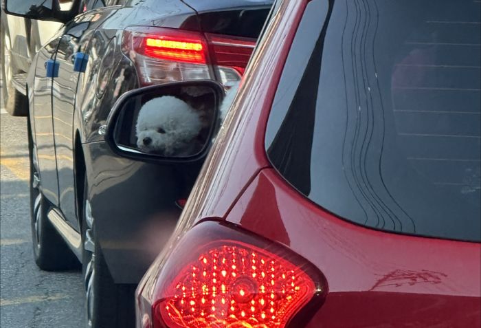 “운전대 위로 강아지가...” 무릎 위에 ‘반려견’ 올린 운전자에 누리꾼 공분