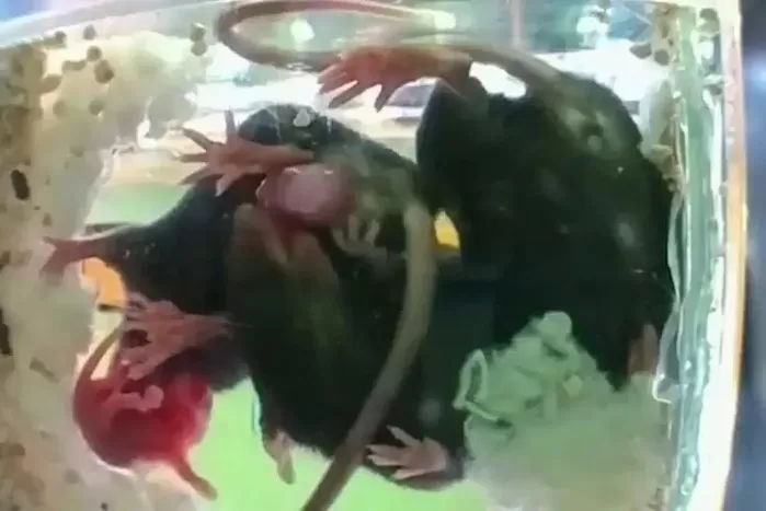 임신한 암컷 쥐가 출산 중 어려움을 겪을 때, 다른 쥐들이 ‘산모’를 돕는 듯한 모습이 관찰됐다.다른 쥐가 도움을 줄 때 어미와 새끼의 생존율은 높아졌다. 바이올렛 이반/뉴욕...