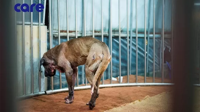 전남 화순 야산서 ‘불법 투견’ 현장 급습... 40여명 검거