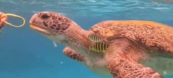 바다거북에 ‘고무 밴드’ 먹인 관광객, 동물학대 논란... 수배령 내려져