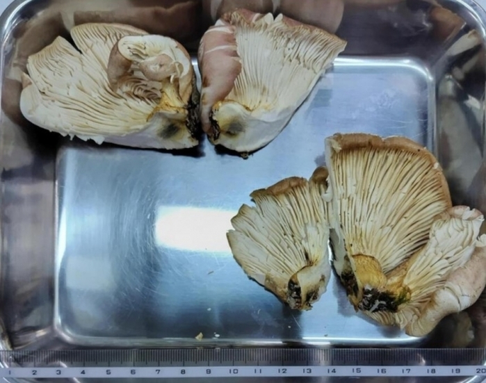 “식용 버섯 맞습니다” AI 답변 믿고 먹었는데 ‘독버섯’... 70대 남성 병원행