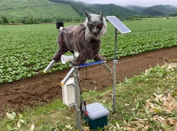 일본 곰 습격, 사상자만 196명... 400만원짜리 ‘가짜 늑대’ 문의 폭주