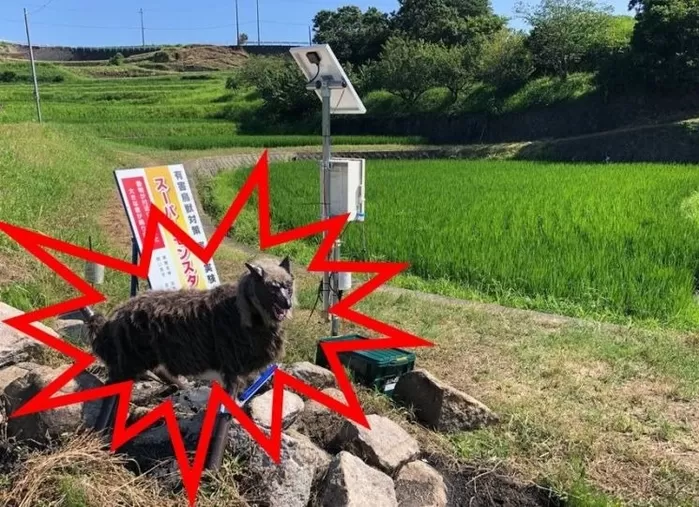 야생동물을 쫓는 가짜늑대 몬스터울프가 실제 현장에서 설치된 모습. 일본 오타정기