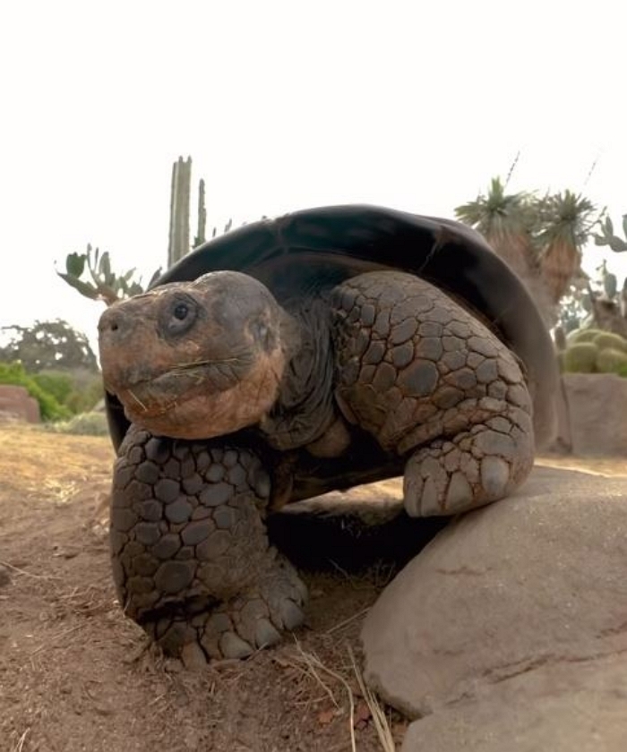 1884년에 태어나 2025년까지... 141살 거북이 그래마, 안락사로 생 마감했다