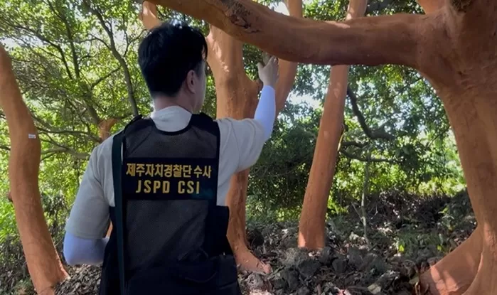 후박나무 피해현장 조사 모습. 제주도 제공