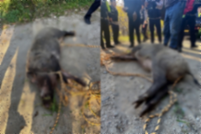 대낮 아파트 지하 주차장에 멧돼지 출몰... 주민 2명 부상