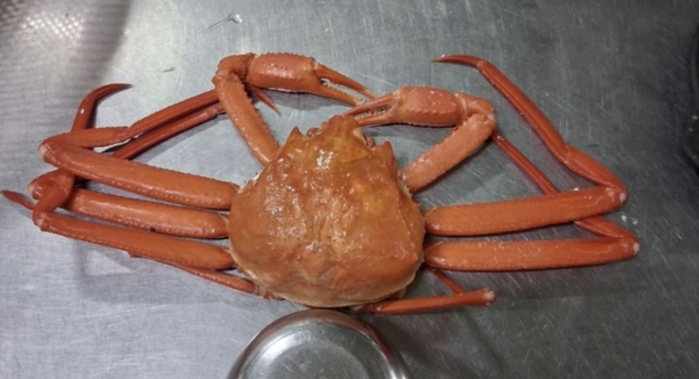 밥그릇 크기 홍게 4마리가 10만원... 속초, 또 ‘바가지 논란’ 터졌다