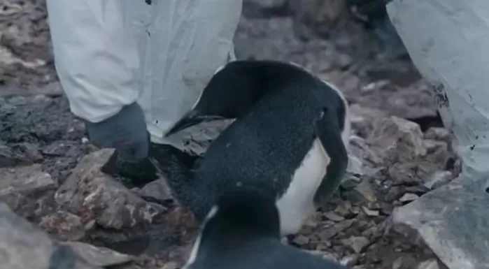 “꼬리를 거꾸로 들어올려”... 백종원 복귀작 ‘남극의 셰프’, 펭귄 학대 논란에 해명
