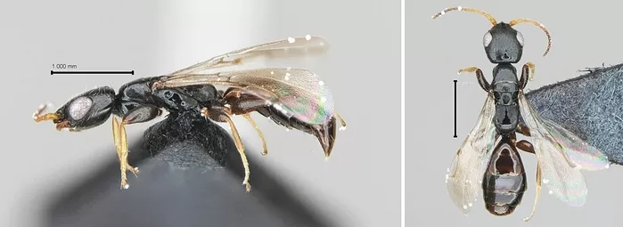 비무장지대에 나타난 ‘신종 동물’ 3마리... 세계 첫 발견