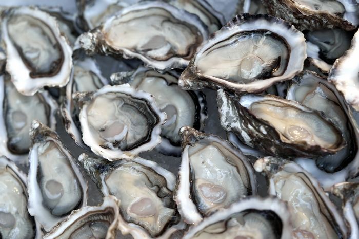 지금 아니면 못 먹는다!... 전남 장흥 갯벌서 올해 첫 ‘자연산 굴’ 수확 개시