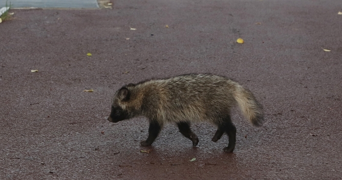 과천 도심에 야생 너구리 잇따라 출몰... 시민 안전수칙 당부