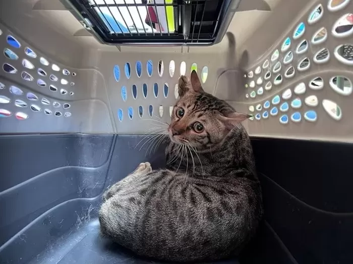 본문 이미지 - 홍콩 왕 푹 코트 아파트 화재에서 구조된 고양이(hk01.com 갈무리)