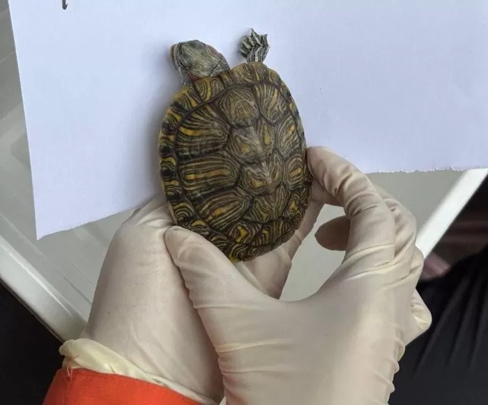 본문 이미지 - 홍콩 왕 푹 코트 아파트 화재에서 구조된 거북(hk01.com 갈무리)