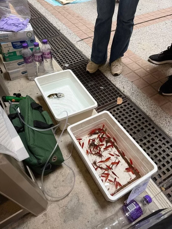 본문 이미지 - 홍콩 왕 푹 코트 아파트 화재에서 구조된 금붕어와 열대어(hk01.com 갈무리)