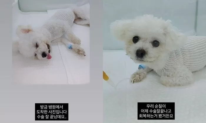 ‘김태현’ ♥미자, 4개월 전 떠난 반려견 순칠이 그리워 눈물... “언제쯤 무뎌질지”