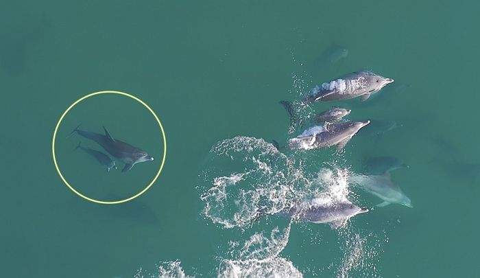 불법포획돼 돌고래쇼 하던 ‘춘삼이’, 자연 돌아가 셋째 출산... 새끼와 헤엄 포착