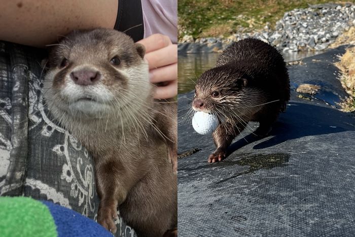 수중 수색 투입된 ‘수달’, 냄새만으로 25년 전 사건 ‘살인 무기’ 정확히 찾아냈다