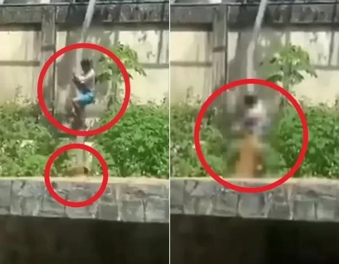 6m 담장 넘어 사자우리 침입한 남성... 암사자 공격으로 숨져