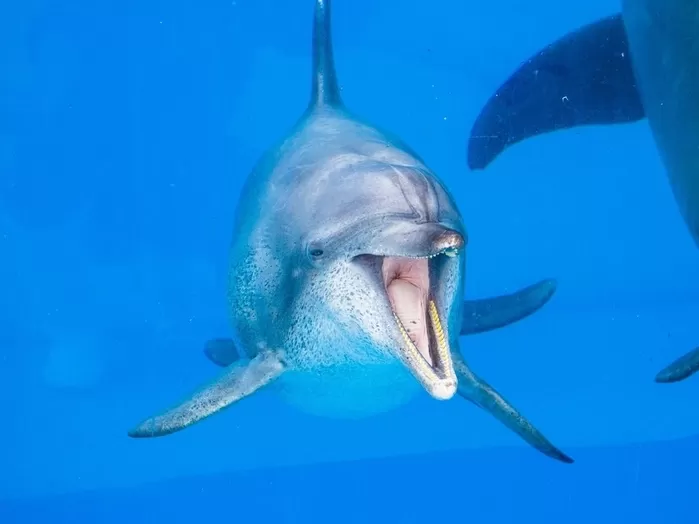 ‘오키나와 명물’ 최장수 돌고래 오키짱, 52세로 세상 떠나