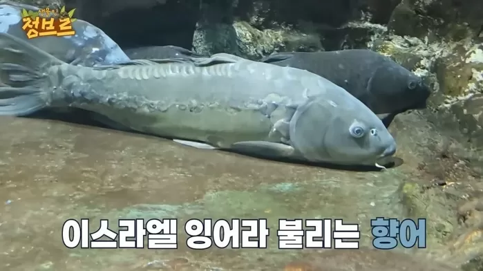 한국서 보기 힘든 ‘초레어’ 물고기 잔뜩 보유하고 있는 국내 미니 아쿠아리움