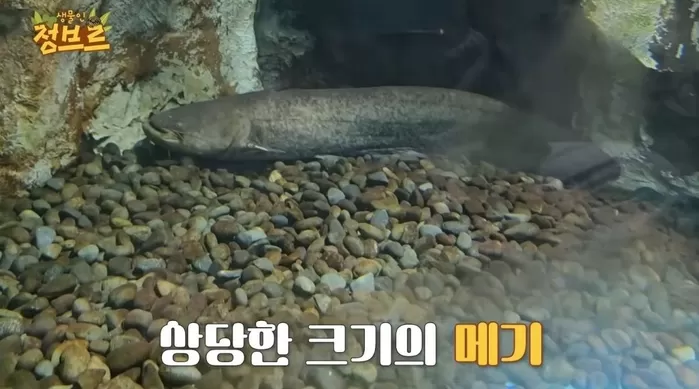 아쿠아리움에 있던 메기 / 유튜브 정브르