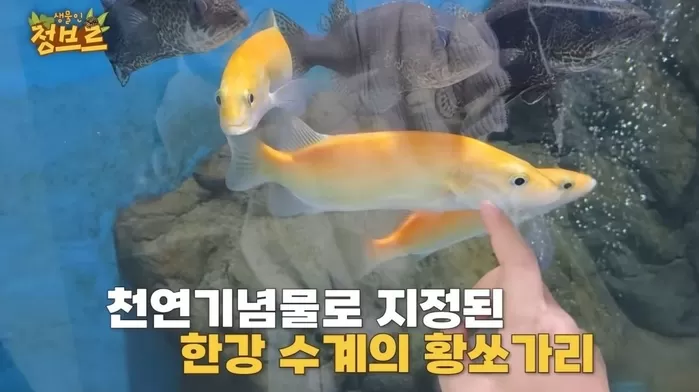 아쿠아리움에 있던 황쏘가리. / 유튜브 정브르