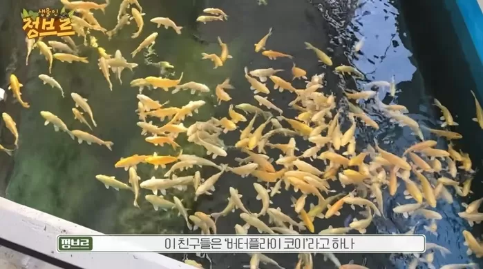 아쿠아리움에서 발견된 버터플라이 코이. / 유튜브 정브르