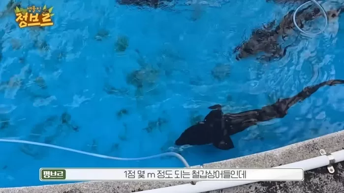 아쿠아리움 뒷 공간에서 발견된 철갑상어들 / 유튜브 정브르