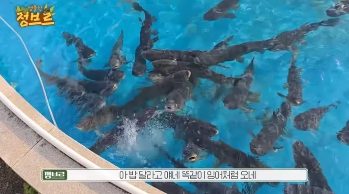 아쿠아리움 뒷 공간에서 발견된 초어 떼. / 유튜브 정브르