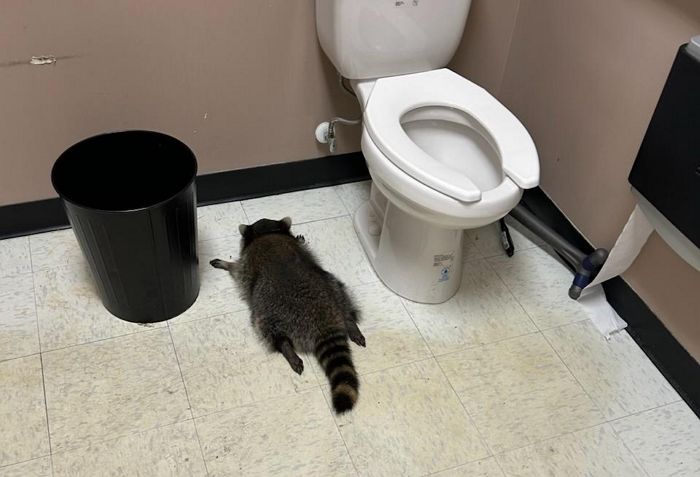 “술병 와장창!”... 미국 주류 매장서 위스키 병나발 털고 만취한 채 뻗은 라쿤의 최후