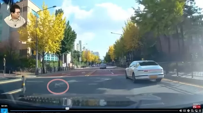 차에 달려들어 사망한 목줄 풀린 강아지... 견주는 새 강아지 '입양비'로 100만원 요구