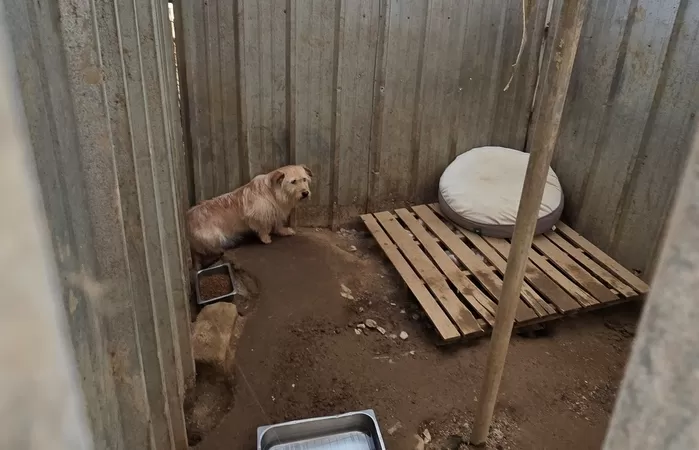 인천 유기동물 보호소 2곳 계약 만료 코앞... 100마리 안락사 위기