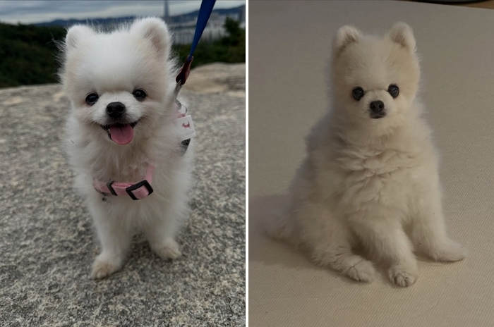 카라 한승연 “내 동생 꼭 다시 만나”... 14년 함께한 반려견과 슬픈 작별