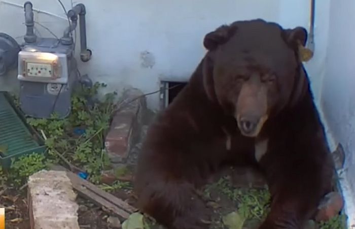 지하에 살던 ‘의문의 세입자’ 230kg 거대 흑곰이었다