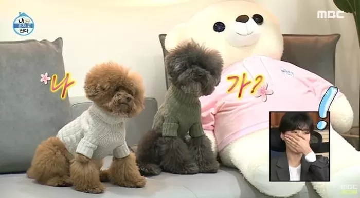 HI☆PICK] 태연·키·가비... 스타만큼 유명한 견플루언서 | 한국일보