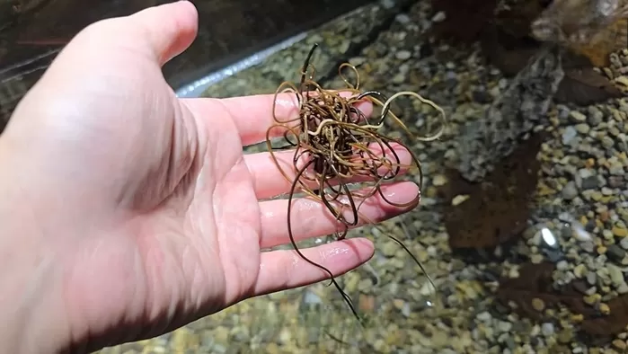 국내 계곡에서 잡은 연가시 / 유튜브 TV생물도감