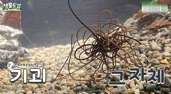 뭉쳐다니며 헤엄치는 연가시 / 유튜브 TV생물도감