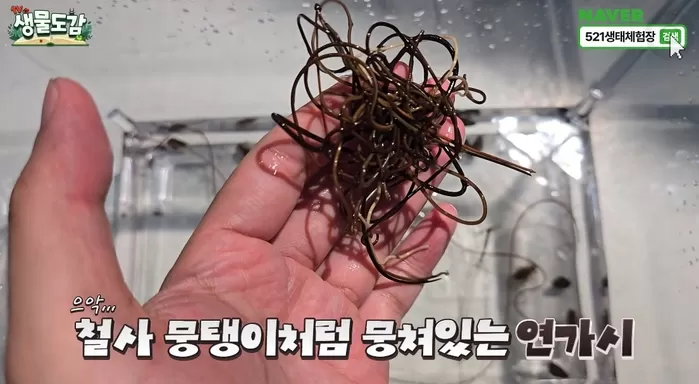 철사처럼 뭉쳐있는 연가시 / 유튜브 TV생물도감