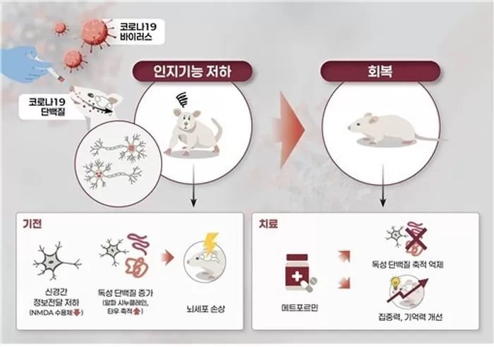 코로나19 바이러스에 따른 인지기능 저하 실험 결과 / 사진=질병관리청 제공