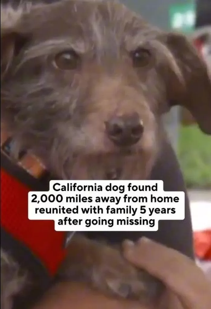 [뉴시스] 5년 전에 실종된 강아지가 3684㎞ 떨어진 곳에서 기적적으로 발견됐다. (사진=인스타그램 캡처) *재판매 및 DB금지 *재판매 및 DB 금지