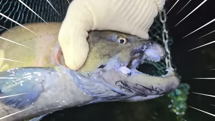 강해형 산천어(송어)의 산란기때 모습. / 유튜브 TV생물도감